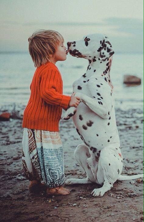 natebbs's tweet photo. I just want to have 101 dalmatians. https://t.co/VTtj07bnLU