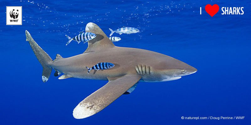 WWF's tweet photo. 400 million years. That’s how long #sharks have been around. New global plan to protect them https://t.co/vtcpQtucjP https://t.co/lHQEacl5NZ