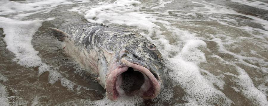 Limportant_fr's tweet photo. Québec : des poissons mutants trouvés après une pollution au pétrole @vicenews https://t.co/Ewh9vCTeJb https://t.co/phuegXF4gS
