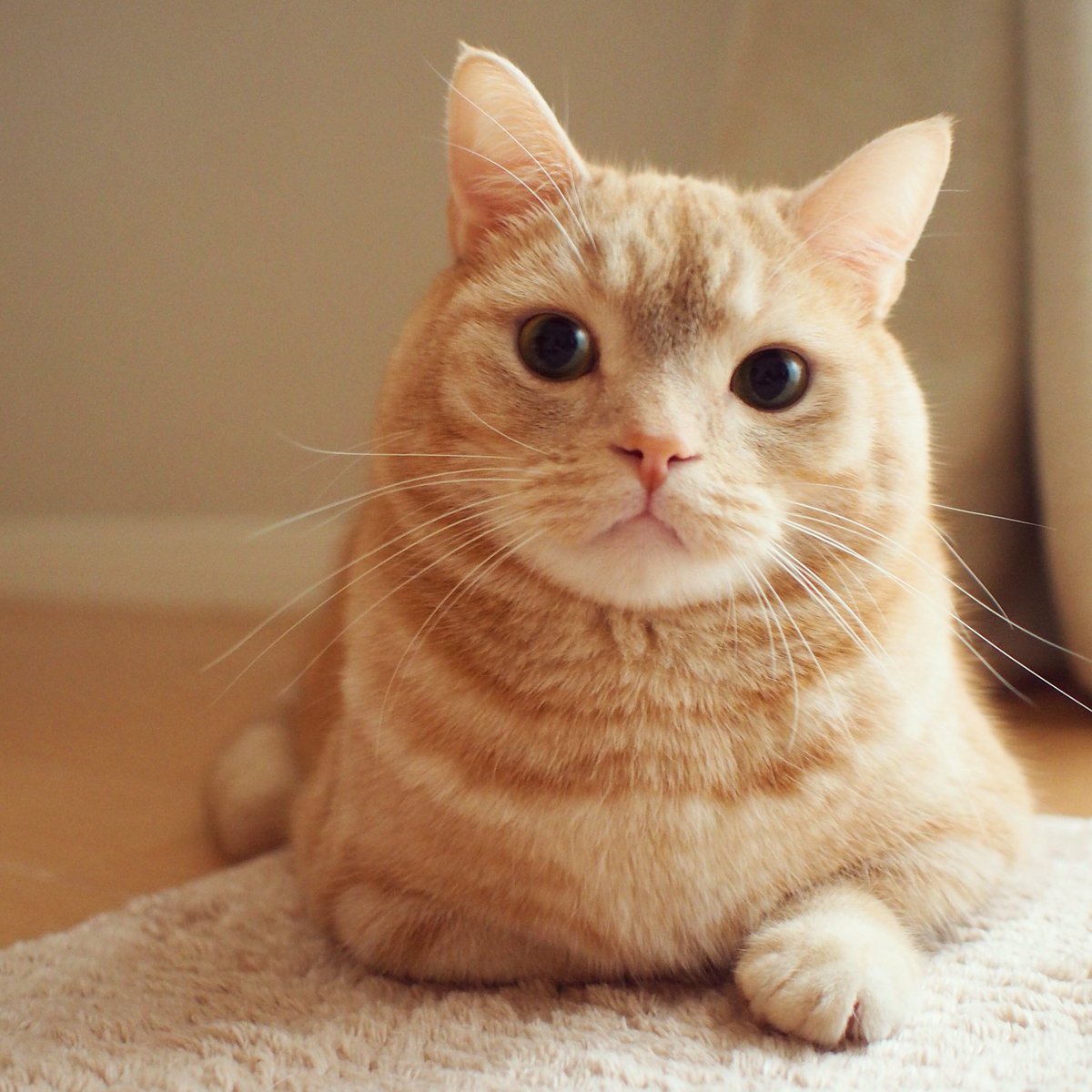 マンチカンのぷー 片手香箱座り マンチカン ぷーちゃん 猫 ネコ T Co Pcwagv1c8r Twitter マンチカンのぷー 片手香箱座り マンチカン ぷーちゃん 猫 ネコ T Co Pcwagv1c8r Twitter