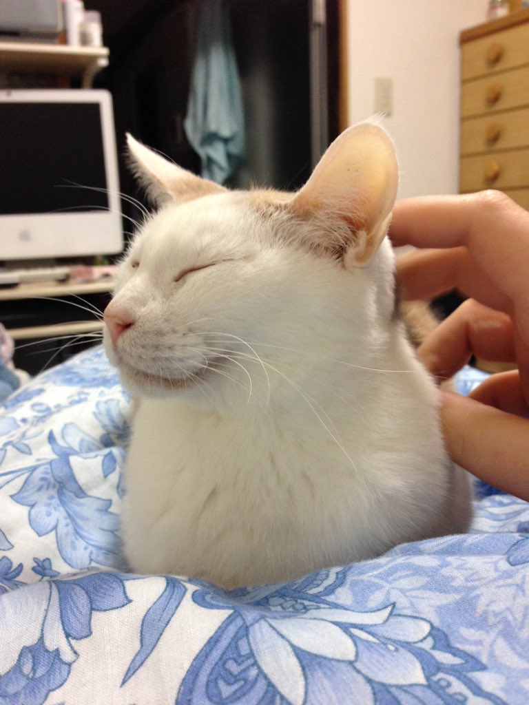 lemurcat47's tweet photo. Sachi is happy https://t.co/tW2KDFYgds