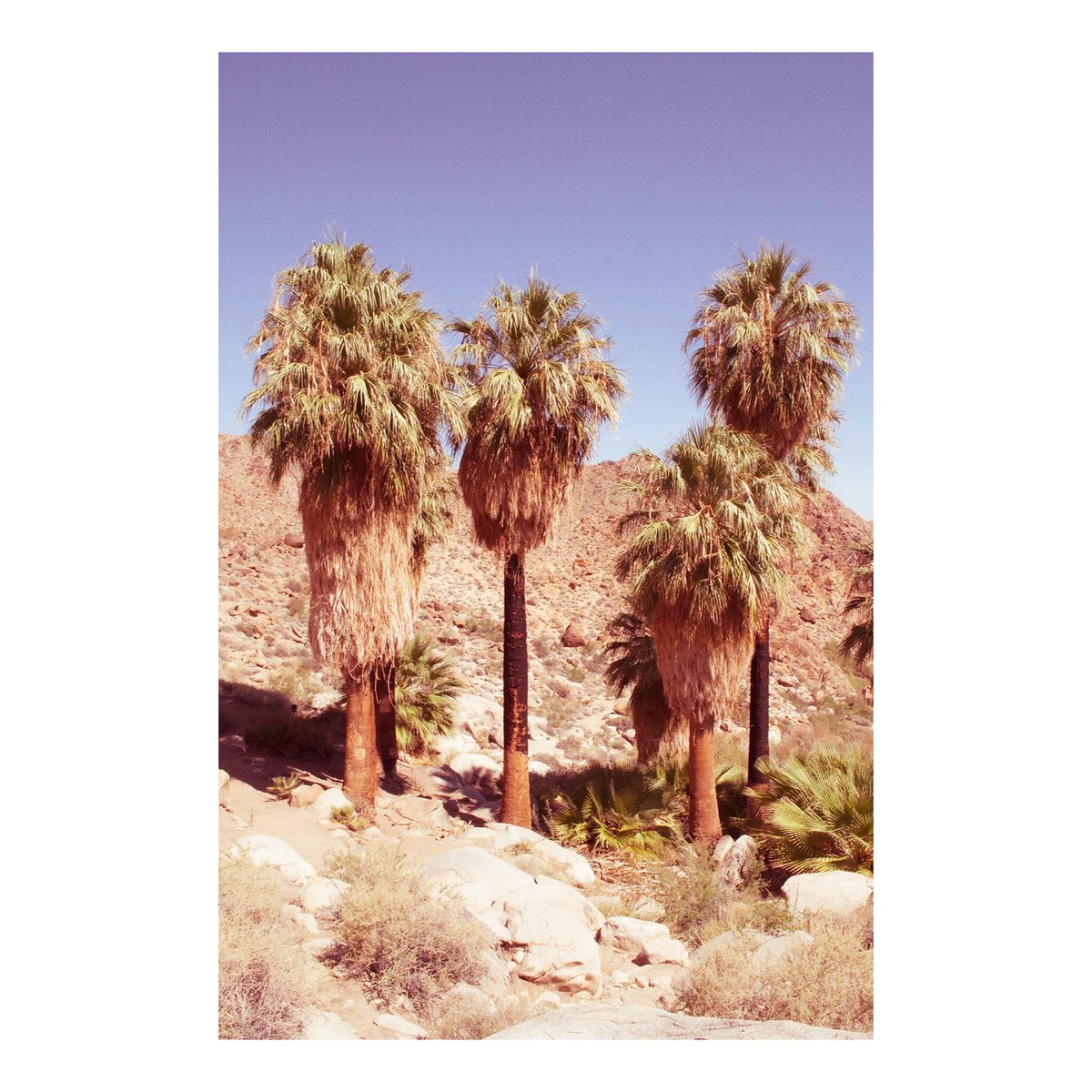 Those beautiful #49Palms. After a hike through desert heat & terrain to come across the mini oasis 👌🏼 #paradise