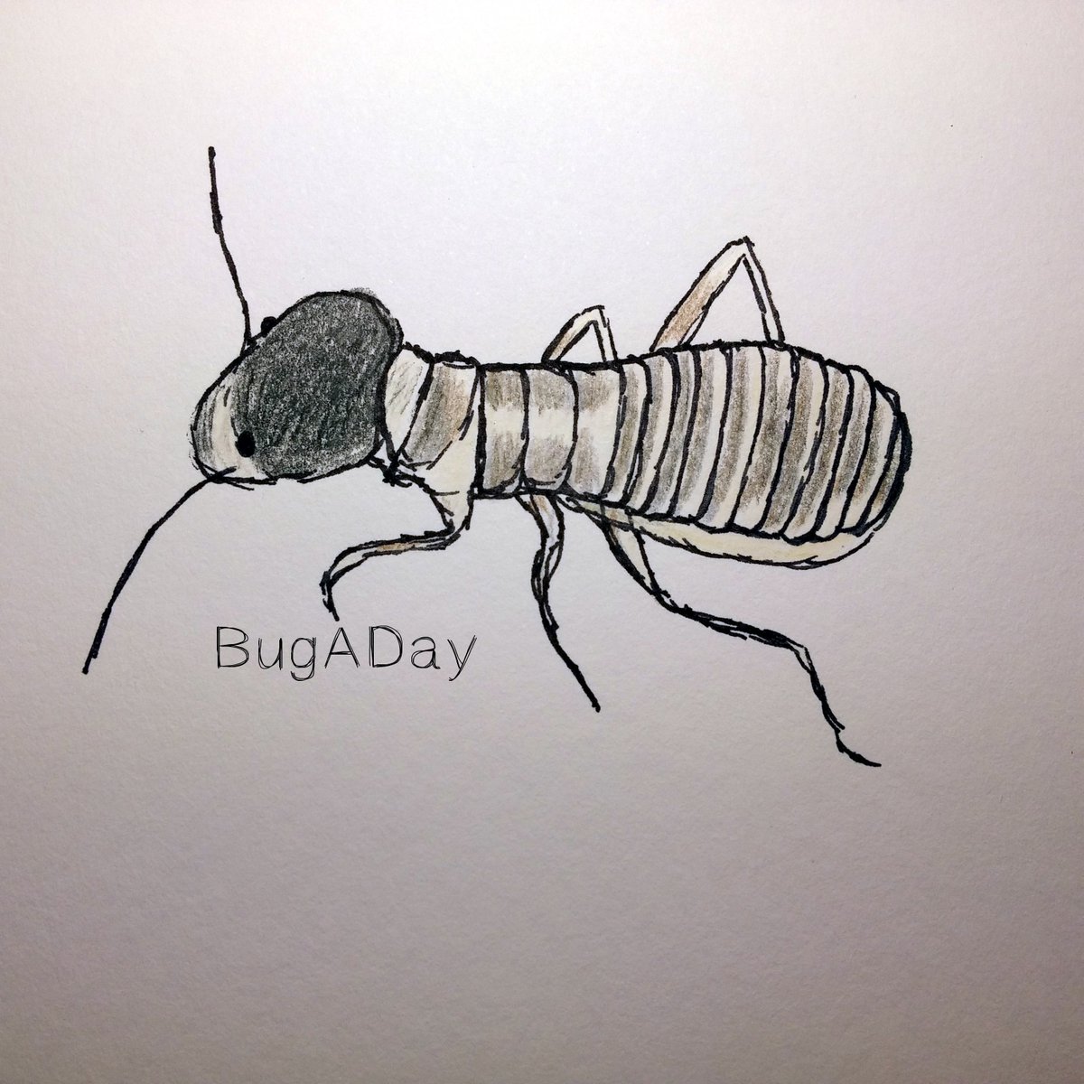 pencil_roll's tweet image. BugADay: The Harvester Termite always lives in underground nests.
#BugADay #insects #termite #drawing #bugs