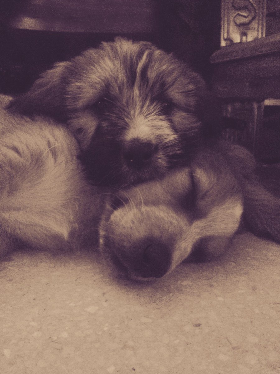 elperroqueayuda's tweet photo. Feliz domingo de quedarse durmiendo! https://t.co/84BKeLg5rv