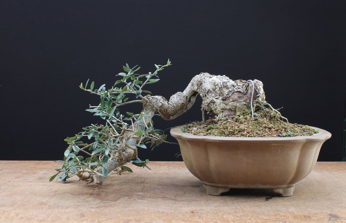 For Sale, Shohin Olive bonsai, just 14"/35cm wide. https://t.co/FRH42v5TS9 # bonsai #olive #olea #sale