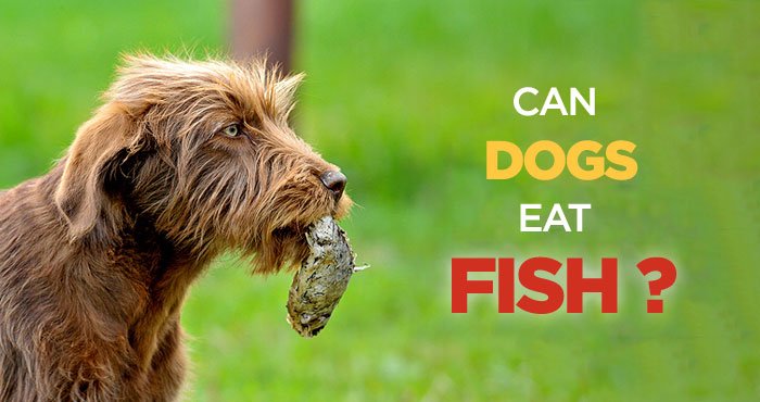 do dogs eat fish