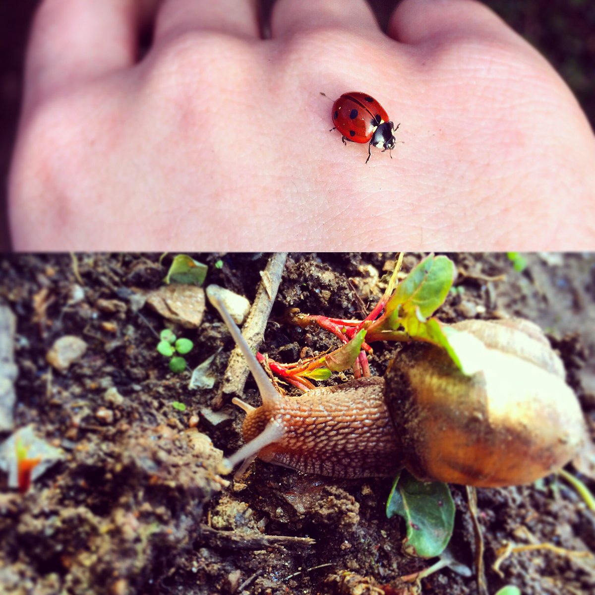 p3ttya_'s tweet photo. met these two guys today #ladybug #snail #nature #natureisbest #enjoylife #beauty 🐞🐌🌱🌿☀️ https://t.co/p4euSj9TTq