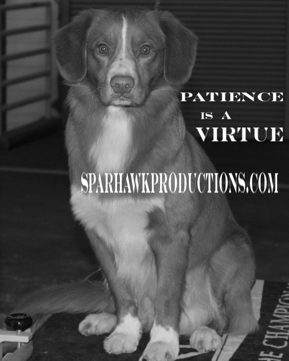 BSparhawk's tweet photo. #DenverDogShow #SparhawkProductions.com #itistrue #sitstay #dogs #dogsoftwitter https://t.co/GZqXEkTkK1