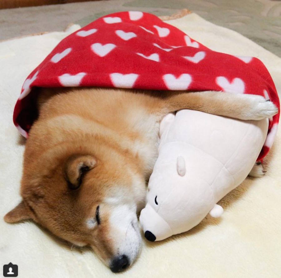 Sleepy shiba inu 2025