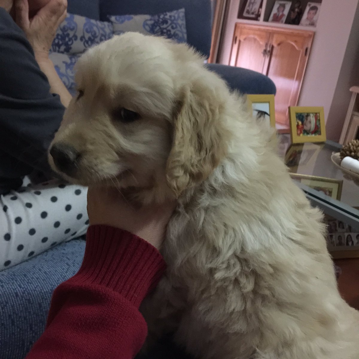 RaulPla's tweet photo. mi nueva mascota https://t.co/mqn4mLWz8I