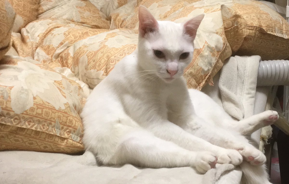 O Xrhsths ねこかます Sto Twitter おい麿白 猫の日だぞ 猫らしくせんか T Co Cr0miuhtww