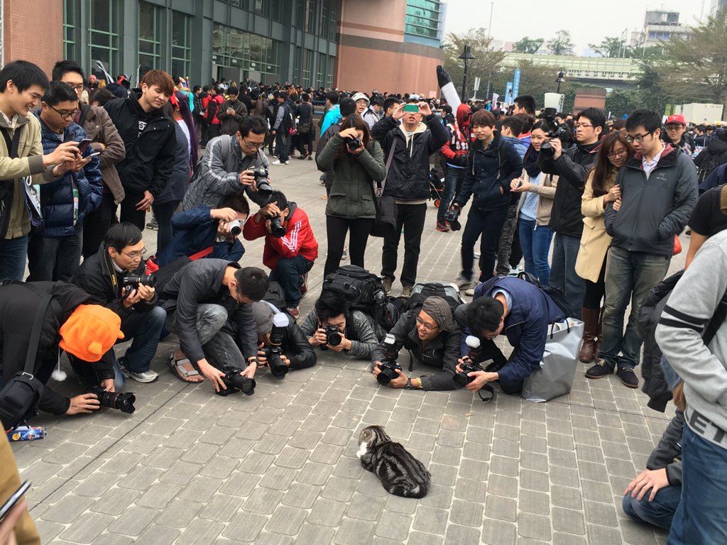 コミケ会場で問題視されている ローアングラー は猫界隈でも観測されている ただの猫目線である Togetter