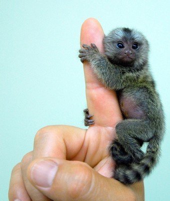 ColossILL's tweet photo. Tiny Monkeys: incredible thumb sized Pygmy marmosets ... - https://t.co/FOz41VyNVz #tinymonkeys #marmosets #china https://t.co/WAAaSLoZ6h