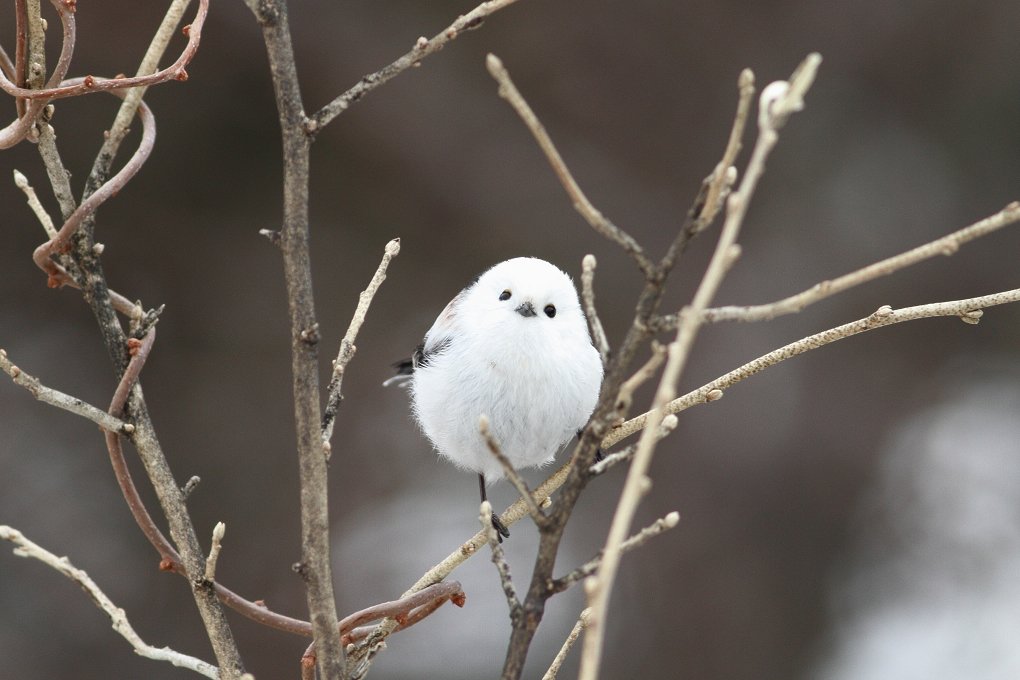 これまでで最高のシマエナガ 壁紙 高画質 最高の花の画像