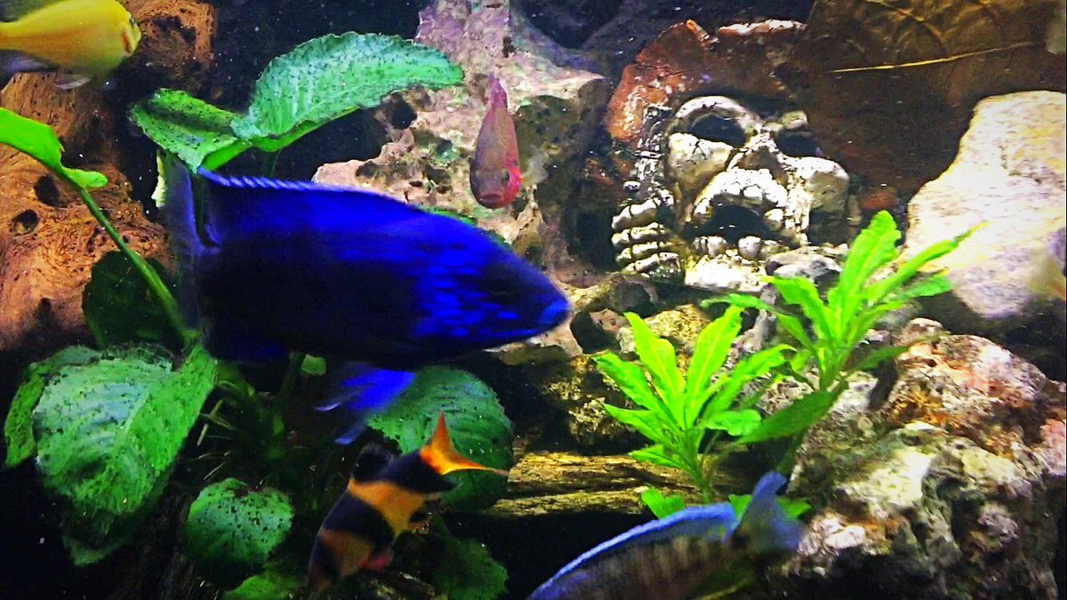 Cichlids51's tweet photo. https://t.co/pkGLh3sMvl