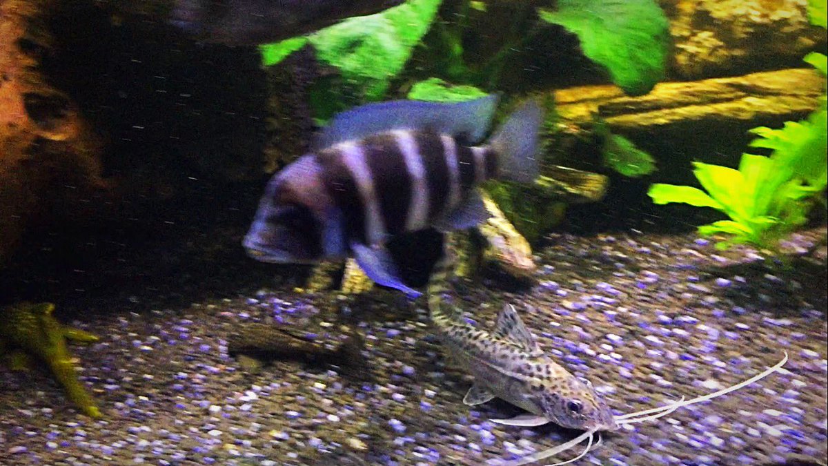 Cichlids51's tweet photo. https://t.co/pkGLh3sMvl