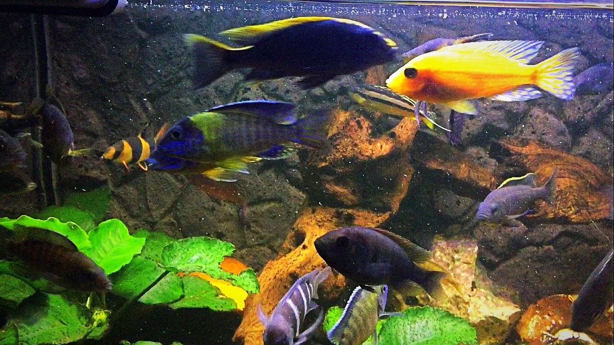 Cichlids51's tweet photo. https://t.co/pkGLh3sMvl