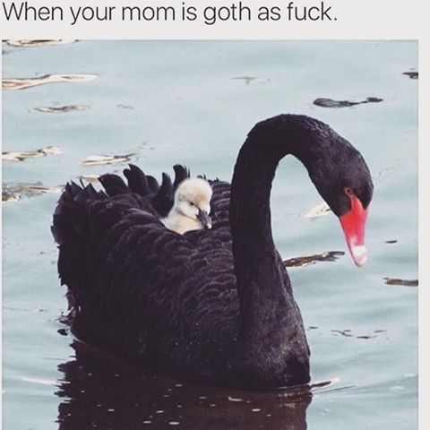 OhhhMyGoth's tweet photo. #gothhumour https://t.co/UaCdojEedy