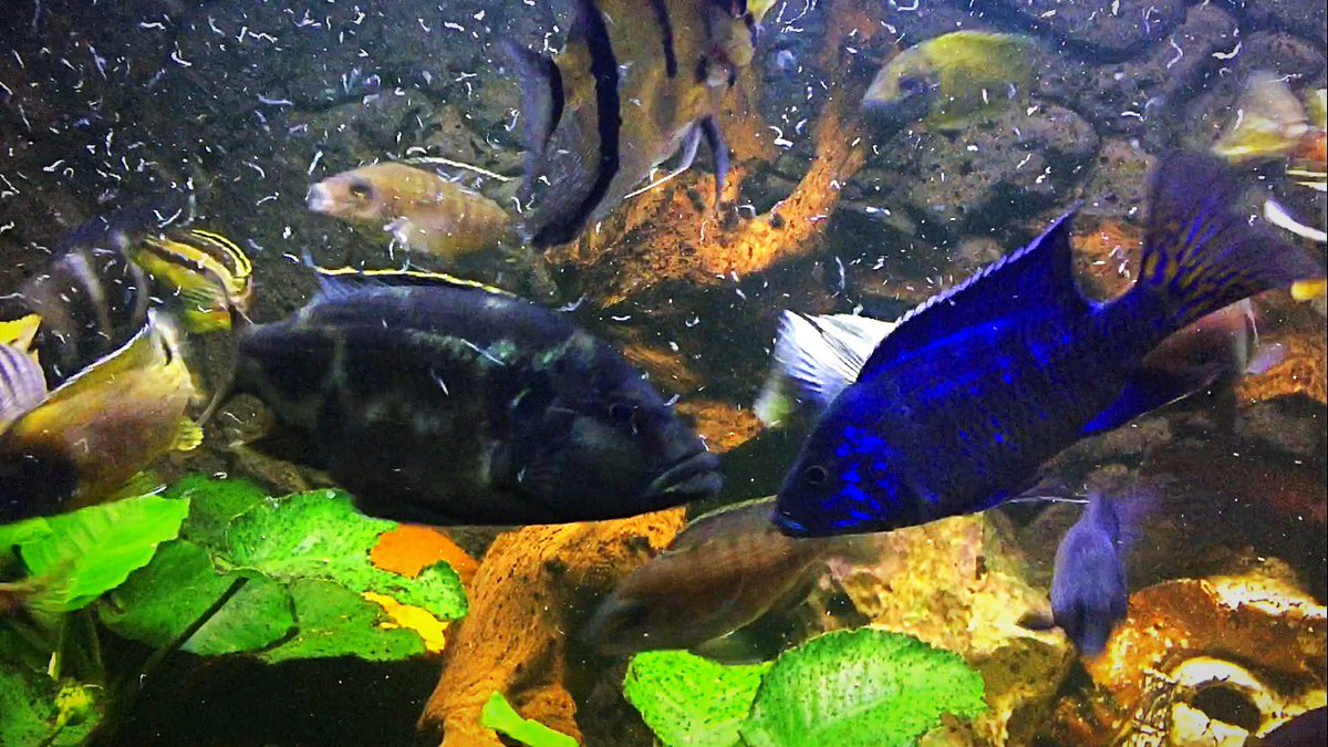 Cichlids51's tweet photo. https://t.co/I2hDk7pweO
