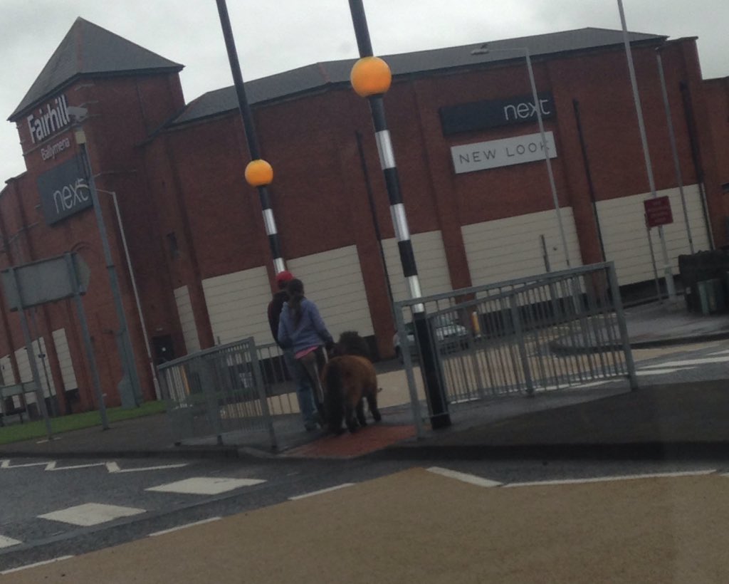 jamieg83's tweet photo. It's not everyday you see a horse crossing the road at a zebra crossing https://t.co/4FAs8igjDm