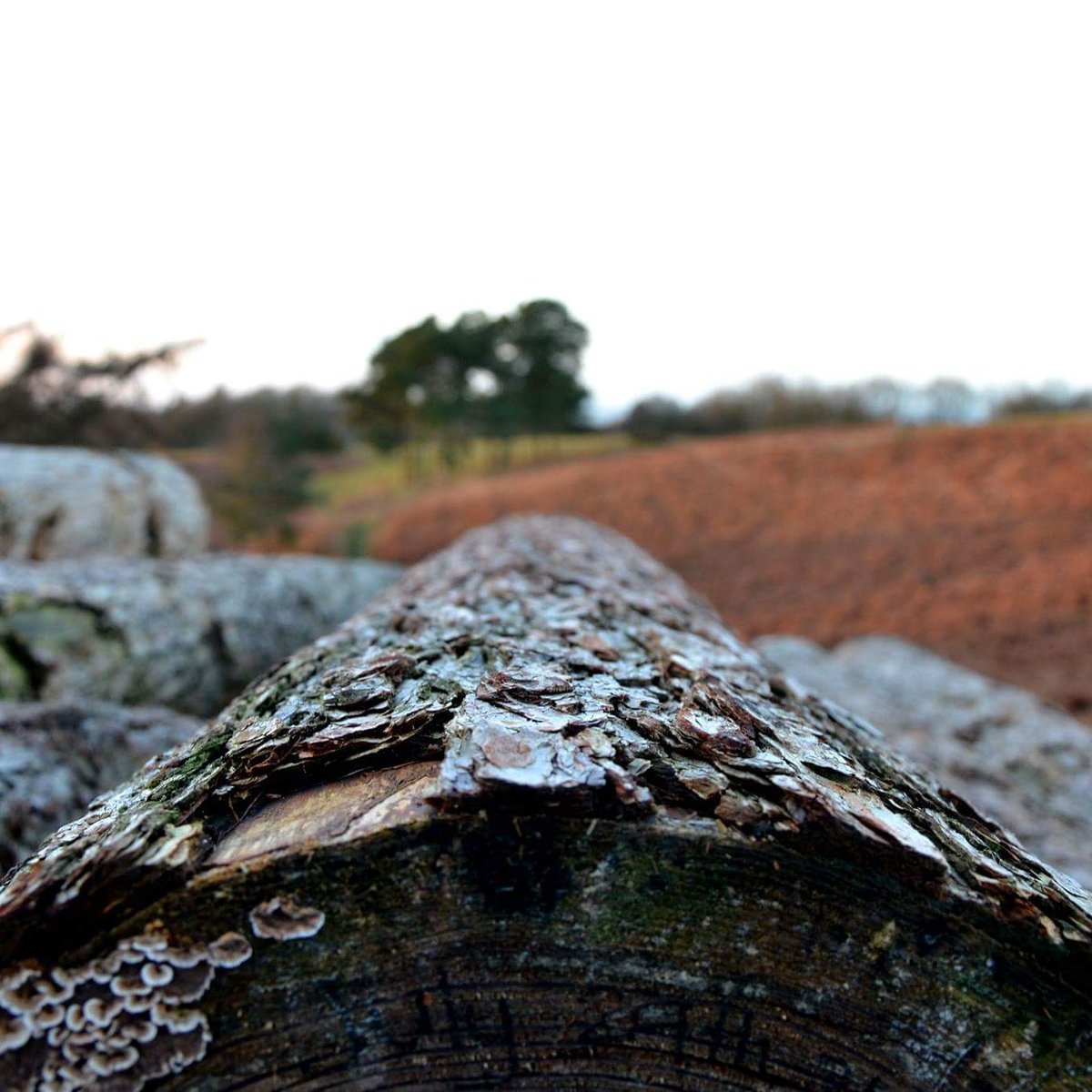 _SpiritLedMedia's tweet photo. A log stack ontop of Clent Hills. #Nature #Photography #LogStack #GodsDetail https://t.co/WLoh64M0IR