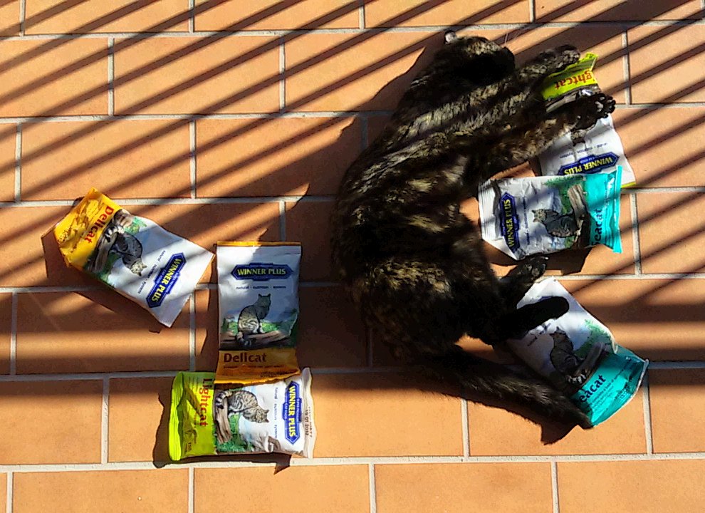 Kia_Ruggeri's tweet photo. Finalmente sono arrivate le crocche che aspettavo! 😻 Grazie #EuroItaliaPet! 😸 #winnerplus #catfood https://t.co/6qVufEnnQe