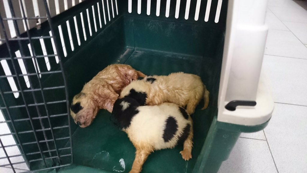 PLocalMReal's tweet photo. Encontrados 3 cachorros en un contenedor❗️❗️😡. Se encuentran en @PLocalMReal  por Si alguien quiere hacerse cargo. https://t.co/WByja5OOYc