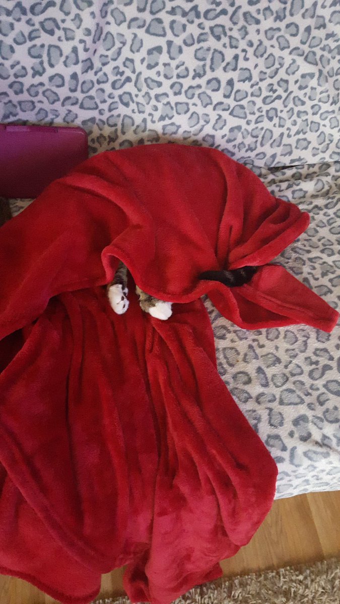 MsEmJam's tweet photo. My girl #ProperNuts #cats https://t.co/3U9EPrhggt