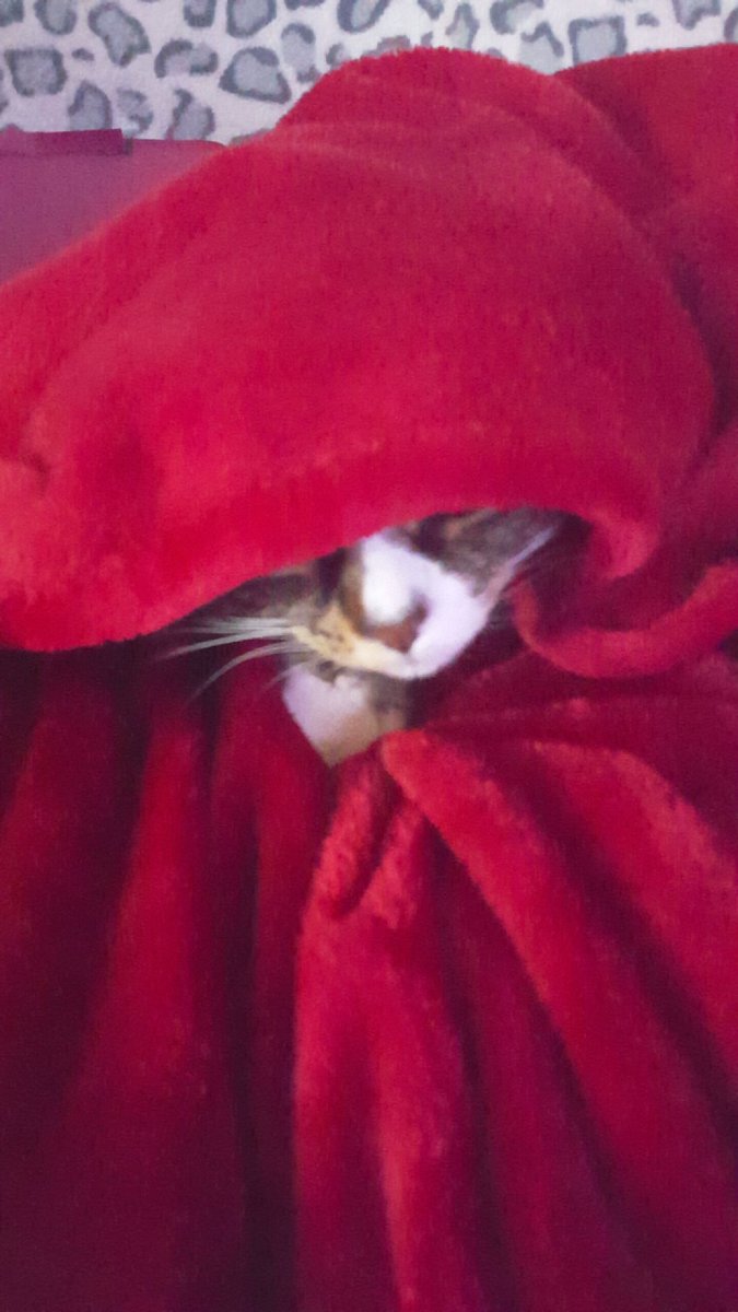 MsEmJam's tweet photo. My girl #ProperNuts #cats https://t.co/3U9EPrhggt
