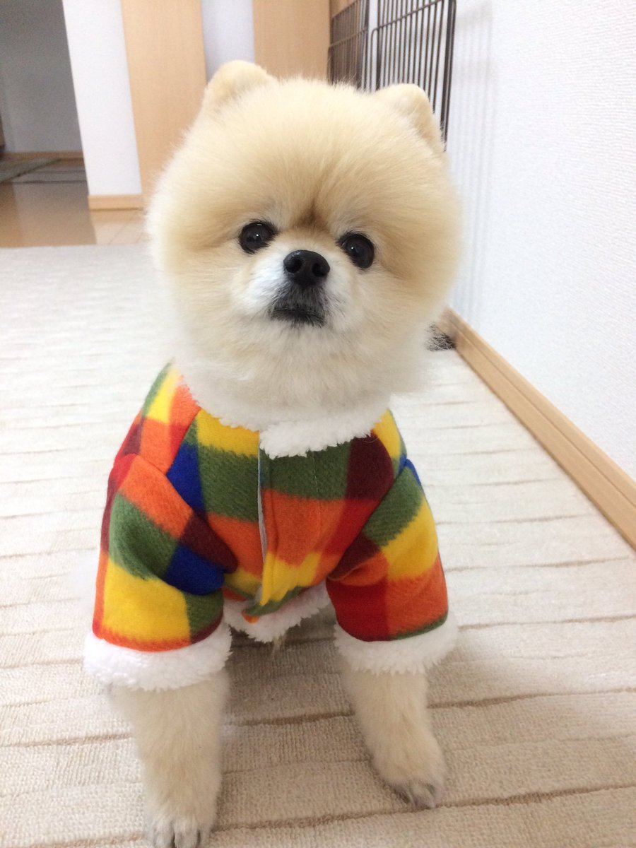 いろいろ ギガ ちゃん 壁紙 無料の壁紙hd