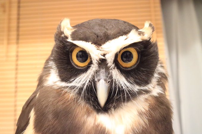 ミミズクのtwitterイラスト検索結果 古い順