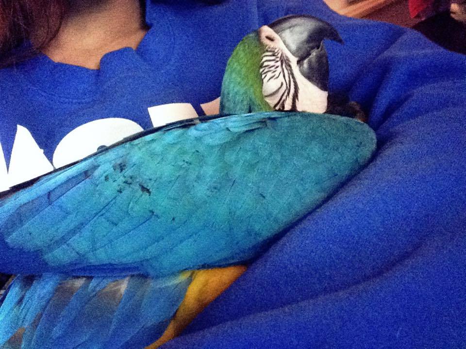 LoversParrots's tweet photo. https://t.co/nEgJ24wGub #parrots #birding #LoveYourPets #birds #animals #pets #bird #adorable #cute https://t.co/dTOhWakGwN