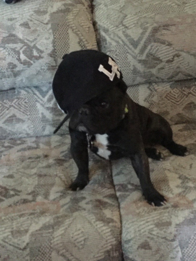 JavaJunkie76's tweet image. I need a smaller hat!!!