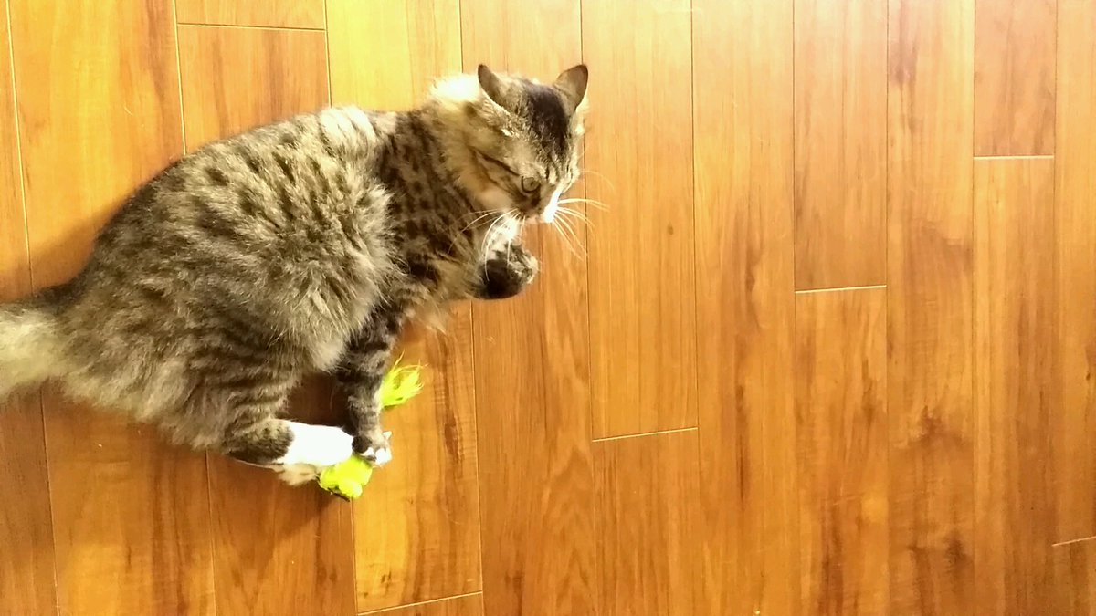 3Trouble_makerz's tweet image. I think I may be addicted to catnip ! #catnipaddict #timeforintervention #cat #SundayFunday #CatsOfTwitter