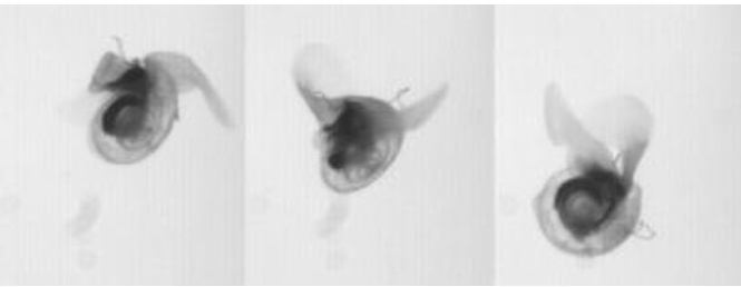 Discovery's tweet photo. This species of snail belongs to a group called sea butterflies. >> https://t.co/JVyNeEyCEd https://t.co/PorY6dcCmr