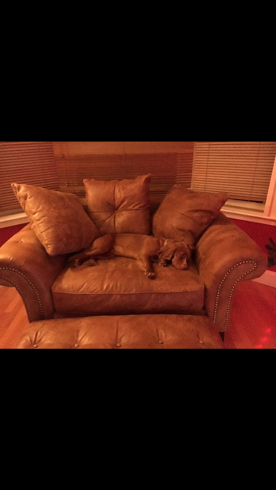 SherrillCarlin's tweet photo. @DFS #FoundMyCosy #foundmycolour 🐶 https://t.co/mMKYWNaX7i