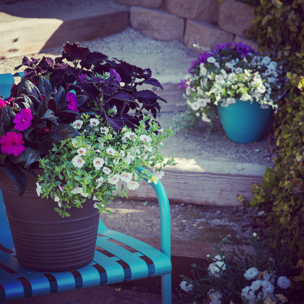 agricolaknows's tweet image. Coming soon, easy peasy decorative containers and #onestepstyle gallon mixes #spring #hgtvhomeplants