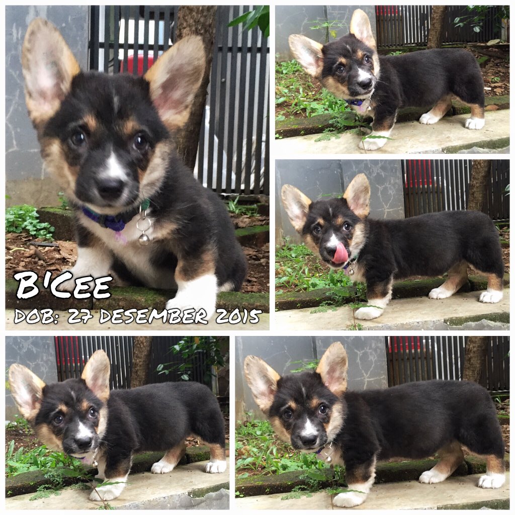 Corgidijual Hashtag On Twitter