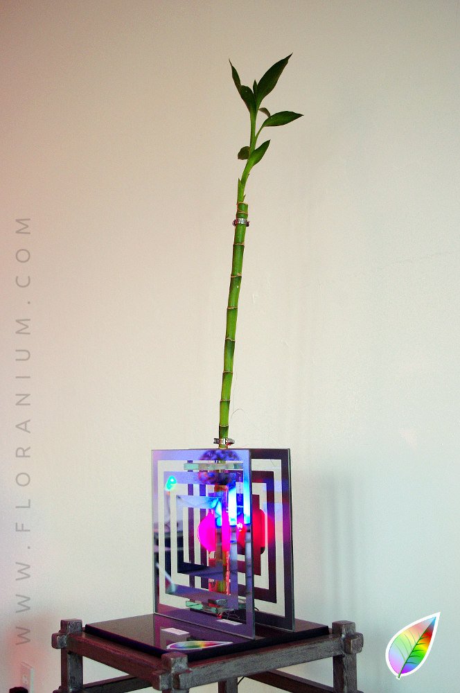 FLORANIUM's tweet photo. watch how a living plant reacts to #environmental #changes. A piece of #living #bio-organic #art. @absolutegadget https://t.co/Sf6Qqc3737