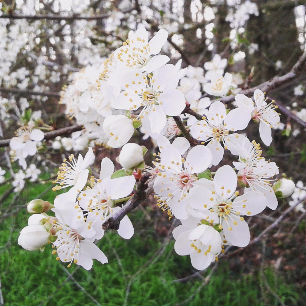 GBboisvert's tweet photo. The blackthorns are in bloom.
#SpringIsInTheAir https://t.co/cMsWkh9IAV