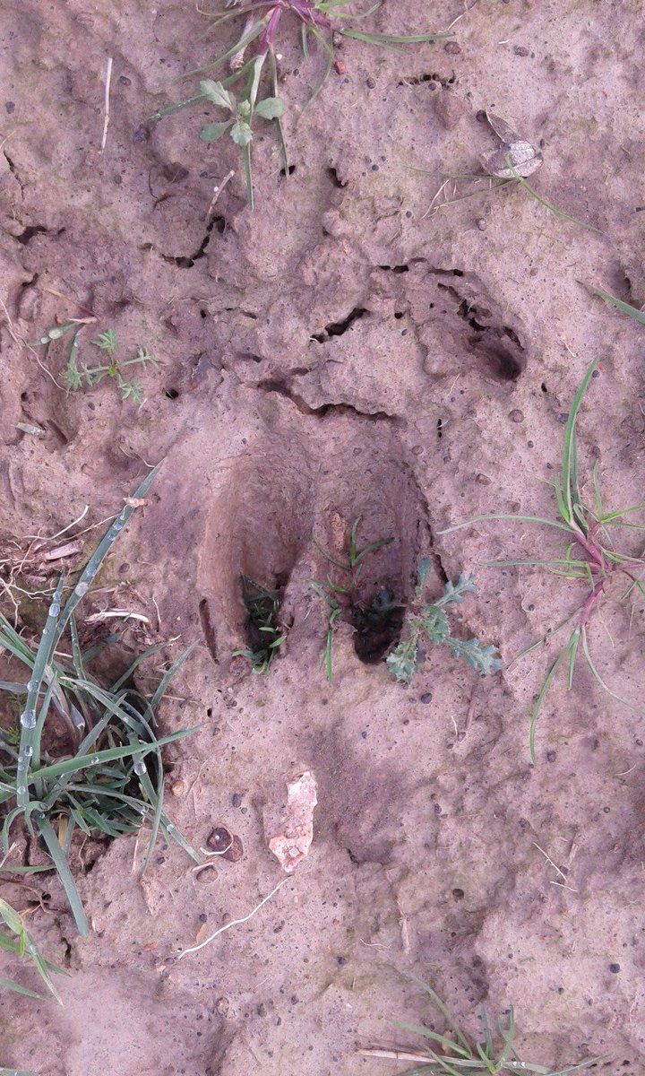 GBboisvert's tweet photo. Calling #trackers!  Boar print or deer slipping in mud? Any thoughts @Ray_Mears? https://t.co/5Hb2B2mGax