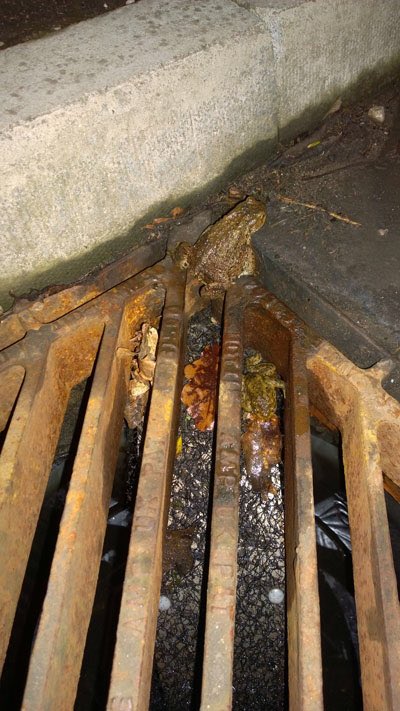 ChrisGPackham's tweet photo. Drains are death traps for migrating amphibians but this BHS invention may help https://t.co/BGgpZshYgt @ARC_Bytes https://t.co/DxyjDHGAev
