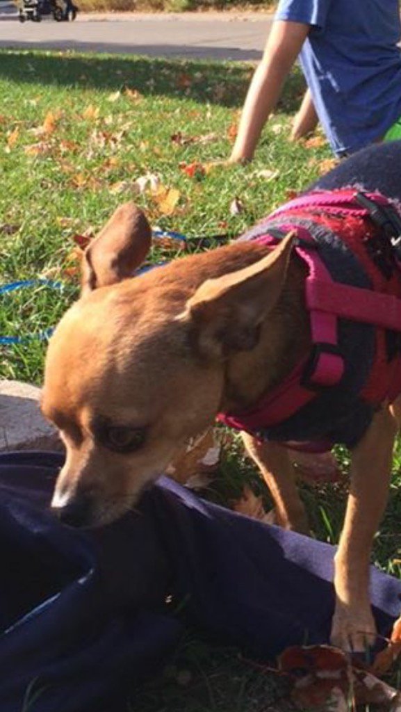 jensypenzy's tweet photo. #missingdog st Clair and Arlington ave area please tweet me if you see her https://t.co/wPa3JmZCn2