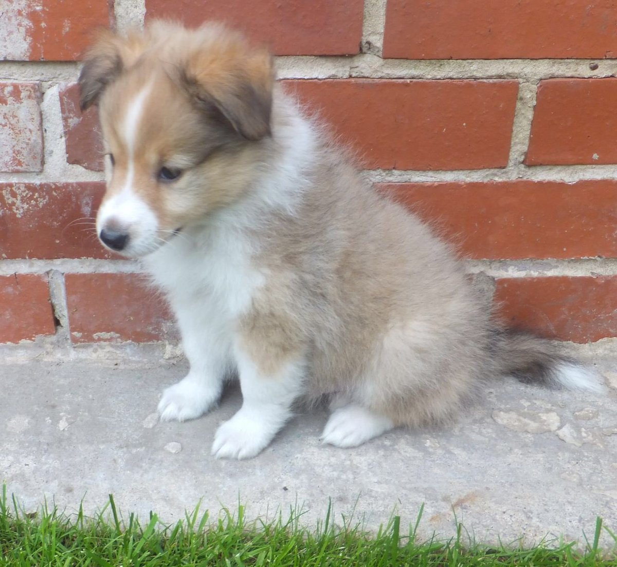 Pupgasm's tweet photo. Shetland pups https://t.co/lxVcLCj7Fp