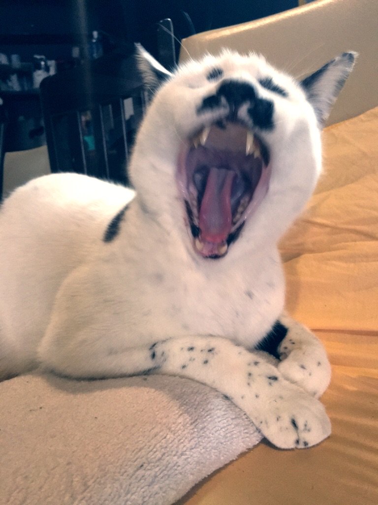 wakakyou's tweet photo. 我輩がこんな大事な日を！忘れるとでも思うたか！！
皆の者！！猫の日だ！！崇めよっ！！

#猫の日
#2月22日は猫の日 https://t.co/ec3uYq4YFQ