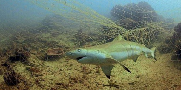 MissionBlue's tweet photo. #Shark killed by #fishing nets within the Tunku Abdul Rahman Park sparked immediate action https://t.co/nlN3HBPqn7 https://t.co/w09py2zuDQ