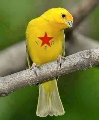 جوان كوباني (@satfsto) on Twitter photo 