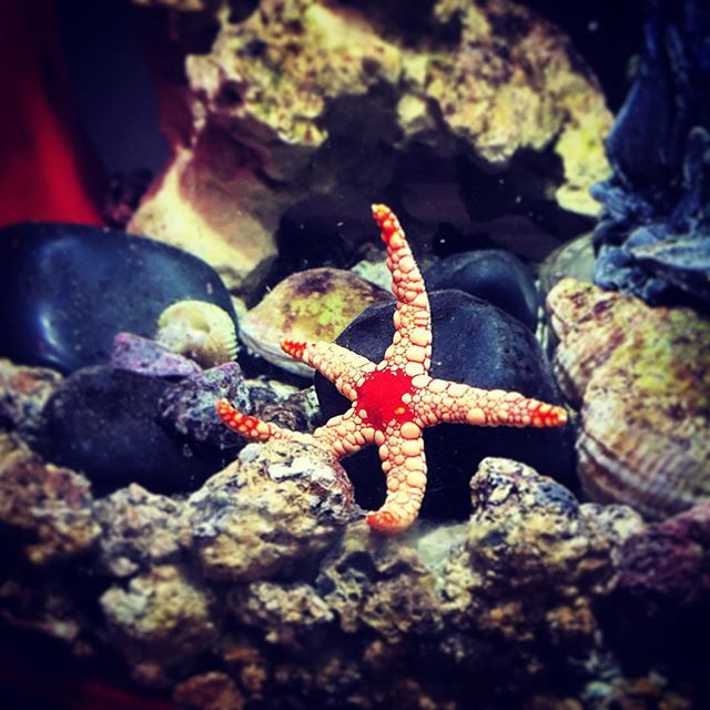 starfishstuff's tweet image. Introducing Estrella the #starfish... Native to Indonesia... and now chez moi #middlefinge… bit.ly/1UgfpZC