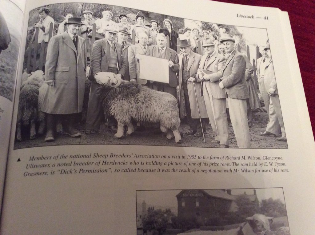 rattycastle's tweet photo. @HerdyUK @lakesauctioneer 👀 #herdwicks #history #jeanwilson 💕 https://t.co/bpq9SDa7Dr