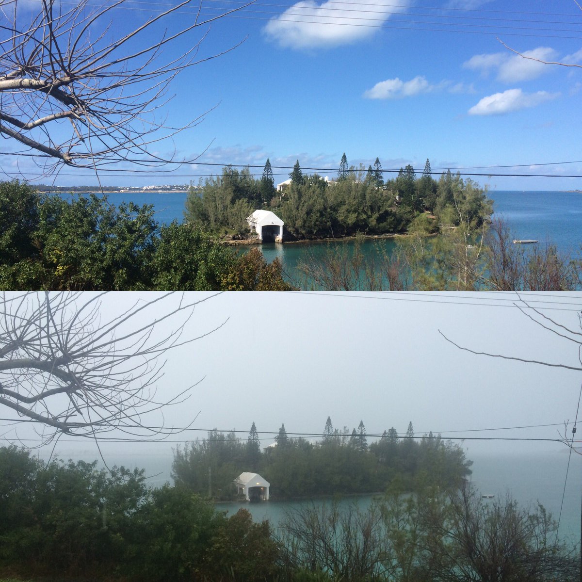 Two sides of the Bermudan winter #deciduous